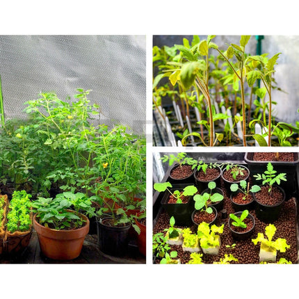 Green Fingers Grow Tent 60x60x90CM Hydroponics Kit Indoor Plant Room System.