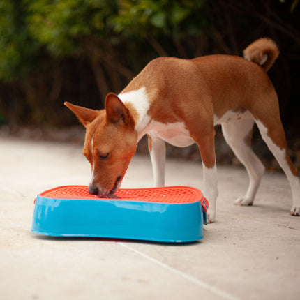 4-in-1 Slow Feeder Dog Bowl - Blue Bowl and Warm Ocean Red Lickmat.
