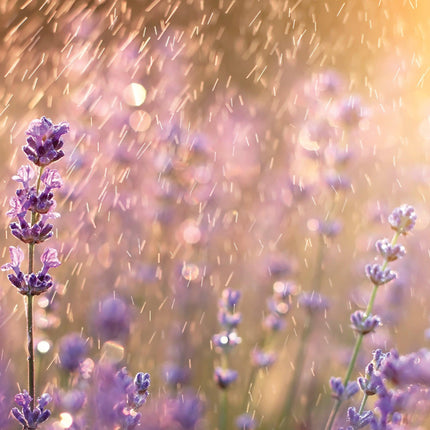 Lavender Rain Odor Eliminating Melts 2.5oz.