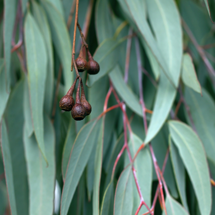 Eucalyptus Essential Oil.