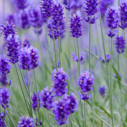 Lavender Essential Oil.