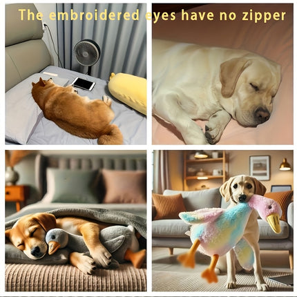 Pet Care Cartoz.