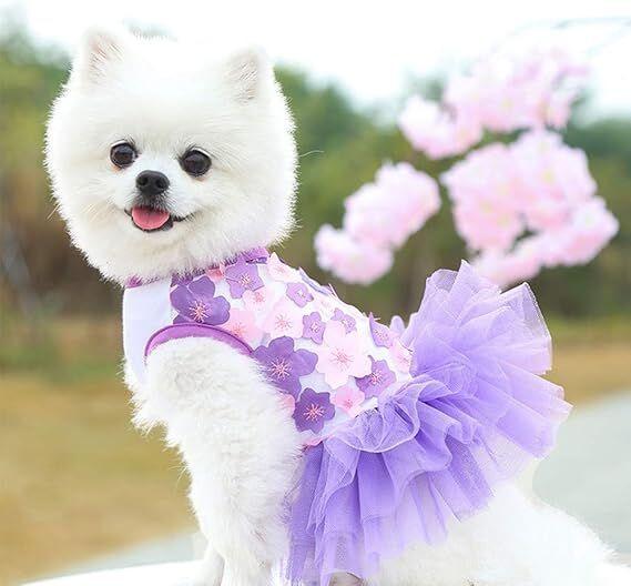 Pet Care.