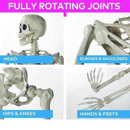 Life Size Standing Skeleton with Movable Joints.