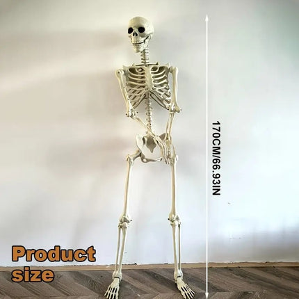 Life Size Standing Skeleton with Movable Joints.