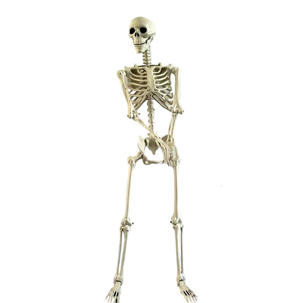 Life Size Standing Skeleton with Movable Joints.