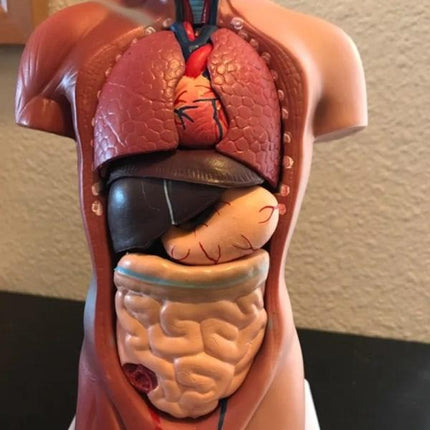 Human Torso Anatomical Model with Internal Organs 28cm Unisex.