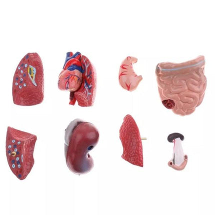 Human Torso Anatomical Model with Internal Organs 28cm Unisex.