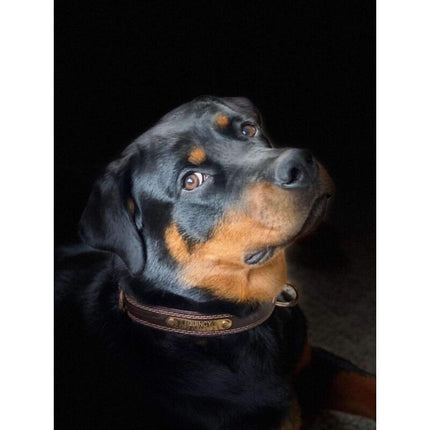 Premium Genuine Leather Dog Collar/Durable Real Leather Adjustable Collars For Male Female Small X-Small Medium Large.