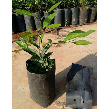 Home & Garden Cartoz.