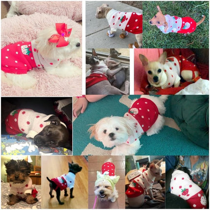Pet Care Cartoz.