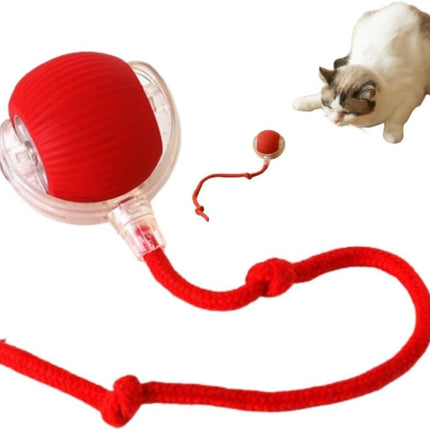 Pet Care Cartoz.