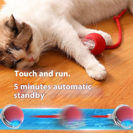 Pet Care Cartoz.