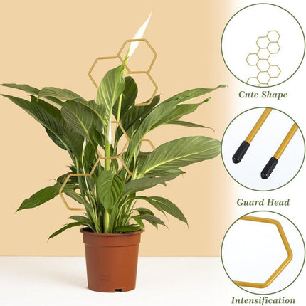 Home & Garden Cartoz.