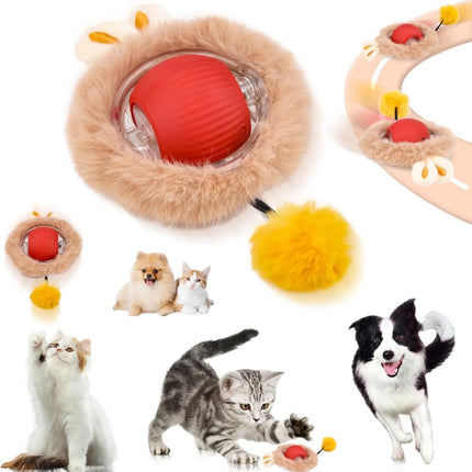 Pet Care Cartoz.