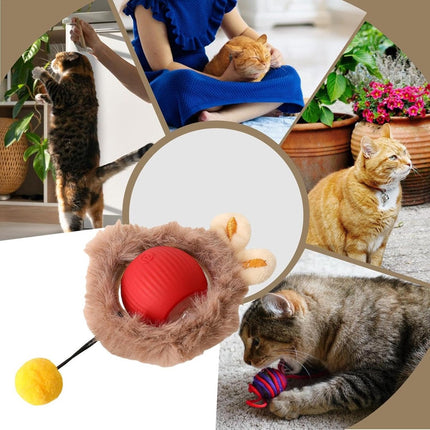 Pet Care Cartoz.