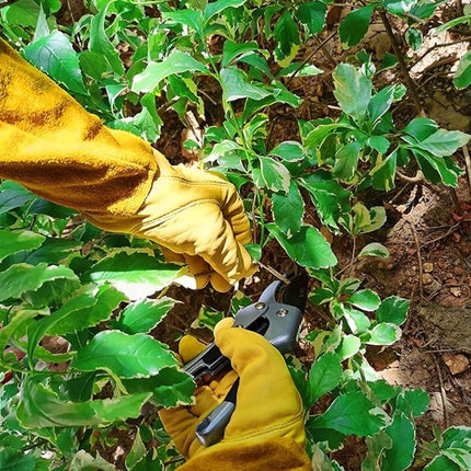 Gardening Gloves - 1 pair - Women/Men - Thorn-Resistant Cowhide Leather rose/blackberry pruning - thorn- and cut-resistant gardening gloves with long leather - Long Forearm Protection - Glove - heavy duty glove - Yellow.