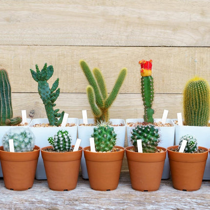 200 Plant Labels - 5x1 CM - Plant Labels - Plant Sticks - Plant Labeling - Herb Labeling - Stick Labels Vegetable Garden Signs - Slotted Labels Plant Label - Plant Signs - Plastic - White - For Garden Potted Herbs Flowers Vegetables.