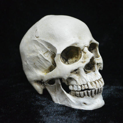 Life-size Replica of Realistic Human Skull, Head Bone Model, Anatomy White Resin Skull High Precision Teaching Tool Halloween Decor.
