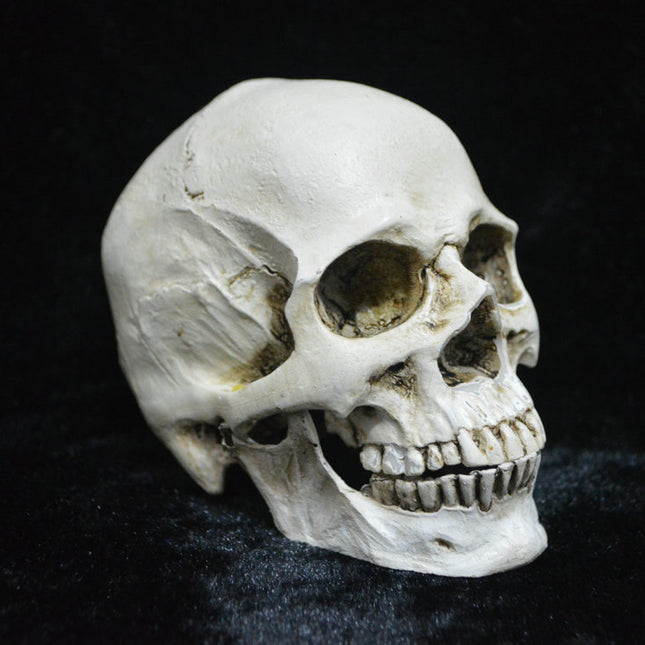 Life-size Replica of Realistic Human Skull, Head Bone Model, Anatomy White Resin Skull High Precision Teaching Tool Halloween Decor.