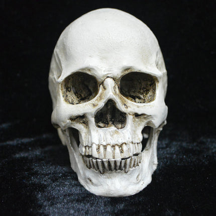 Life-size Replica of Realistic Human Skull, Head Bone Model, Anatomy White Resin Skull High Precision Teaching Tool Halloween Decor.