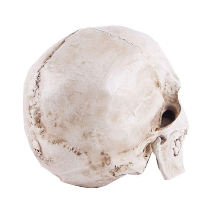 Life-size Replica of Realistic Human Skull, Head Bone Model, Anatomy White Resin Skull High Precision Teaching Tool Halloween Decor.