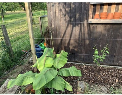 Home & Garden Cartoz.