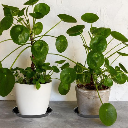 Plant bowls - 6 pieces - Round plant bowls - For flower pots, garden bowls and planters - Black.