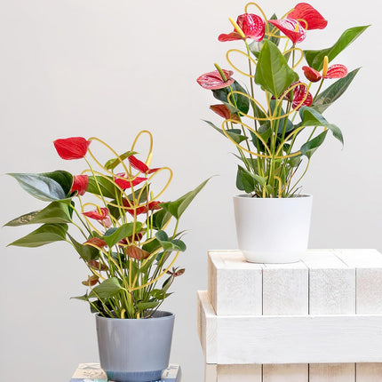 Plant Support Climbing Plants - Leaf-Shaped Plant Climbing Rack - Decorative Plant Pole for Indoor Use - Includes 20 Tie Straps - Green.