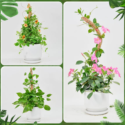Flexible Plant Support for Climbing Plants - 60 cm Set of 2 - For Houseplants.
