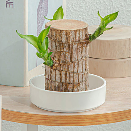 Worgeous Hydroponic Ceramic Tray Indoor Garden Pot Saucers Plant for Pots White.