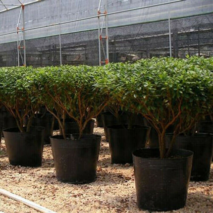 100 Pack Black Plastic Nursery Pots Plant Containers Garden Flower Seedling Planter With Drainage Holes 5Cm 6.5Cm 7.2Cm 7.2*7.2Cm.