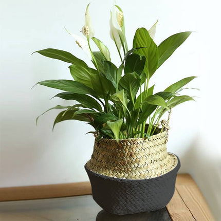 Seagrass Wicker Basket Flower Pot Folding Basket,3 Size Seagrass Handmade Decorative and Functional Storage Basket,Wicker Picnic Basket with Double Handles,Basket for Storage,10.2x12.6 9.4x10.6".
