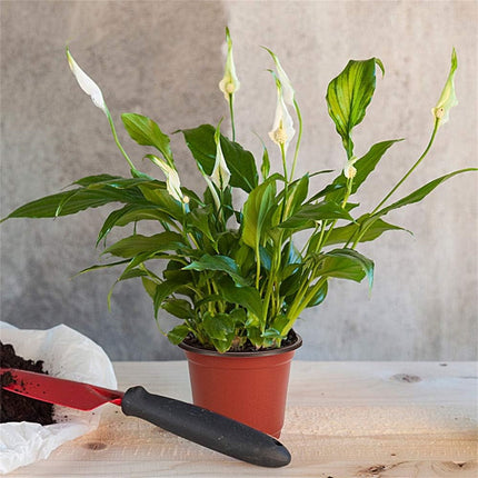 50Pcs Plastic Plant Nursery Pots,3.9x2.7x3.3In Seed Starting Pots with Drainage Holes for Indoor,Durable Soft Nursery Containers for Transplanting.
