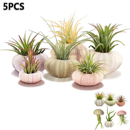 Tutuviw 5 Pcs Mini Sea Urchin Shell Air Plant Holders,Decorative Hanging Air Plant Pot, Tillandsia Succulent Display Container for Home Gardening Gifts Beach Theme Party Decors, No Plants.