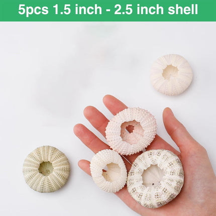 Tutuviw 5 Pcs Mini Sea Urchin Shell Air Plant Holders,Decorative Hanging Air Plant Pot, Tillandsia Succulent Display Container for Home Gardening Gifts Beach Theme Party Decors, No Plants.