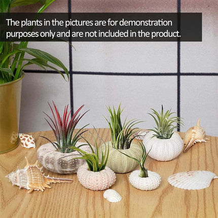 Tutuviw 5 Pcs Mini Sea Urchin Shell Air Plant Holders,Decorative Hanging Air Plant Pot, Tillandsia Succulent Display Container for Home Gardening Gifts Beach Theme Party Decors, No Plants.