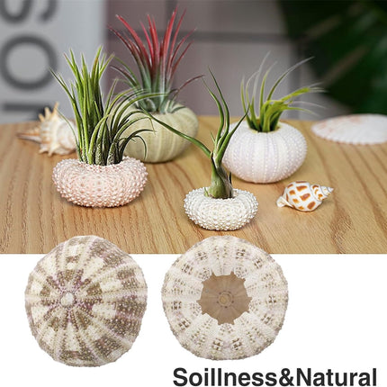 Tutuviw 5 Pcs Mini Sea Urchin Shell Air Plant Holders,Decorative Hanging Air Plant Pot, Tillandsia Succulent Display Container for Home Gardening Gifts Beach Theme Party Decors, No Plants.