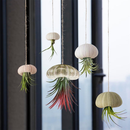 Tutuviw 5 Pcs Mini Sea Urchin Shell Air Plant Holders,Decorative Hanging Air Plant Pot, Tillandsia Succulent Display Container for Home Gardening Gifts Beach Theme Party Decors, No Plants.
