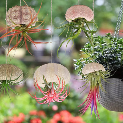 Tutuviw 5 Pcs Mini Sea Urchin Shell Air Plant Holders,Decorative Hanging Air Plant Pot, Tillandsia Succulent Display Container for Home Gardening Gifts Beach Theme Party Decors, No Plants.