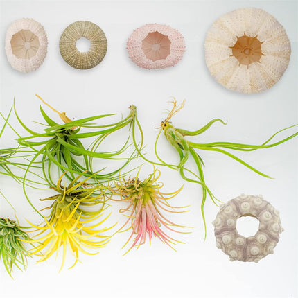 Tutuviw 5 Pcs Mini Sea Urchin Shell Air Plant Holders,Decorative Hanging Air Plant Pot, Tillandsia Succulent Display Container for Home Gardening Gifts Beach Theme Party Decors, No Plants.