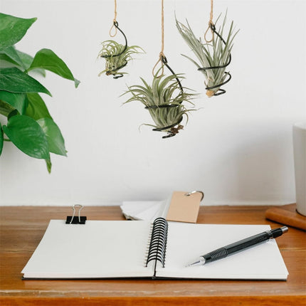 Tutuviw 6 Pcs Air Pineapple Pot Air Plant Hanger Holder,Plant Stands Hanging with Jute Ropes,Modern Plants Hanger Wall Metal Air Plants Stand,Air Plants Hook Air Shelf (Black Aluminum).
