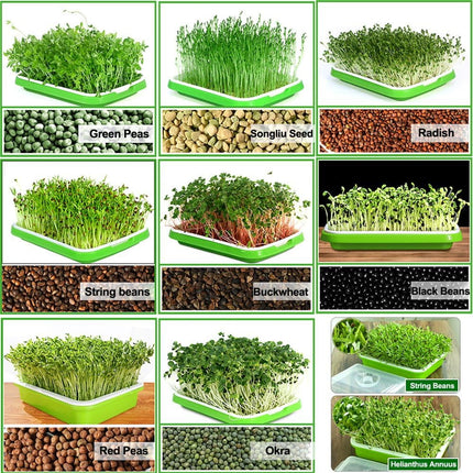 Tutuviw BPA Free Hydroponics Soilless Seeds Sprouter Microgreen Seed Sprouter Trays Seed Germination Double Tier Grow Trays with Lid 5PCS-Seed Sprouter Tray.