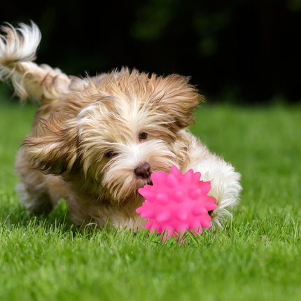 Darzheoy Squeaky Fetch Spike Balls Toys for Pet Small Dogs Puppy Rubber 2 Pack Bright Colors Chew Teething Toys Pet Squeaky Chewing Balls (Random) Multicolor.