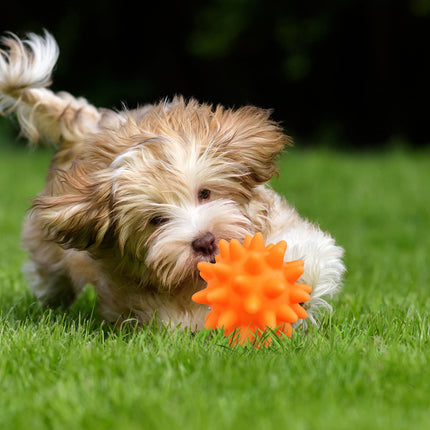 Darzheoy Squeaky Fetch Spike Balls Toys for Pet Small Dogs Puppy Rubber 2 Pack Bright Colors Chew Teething Toys Pet Squeaky Chewing Balls (Random) Multicolor.