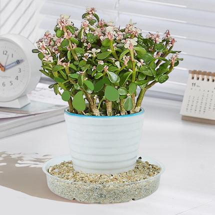 Darzheoy 5 Pack Clear Plastic Plant Saucers Drip Trays Plant Plate Dish for Indoor Planters Flower Pots, 10 inch B.