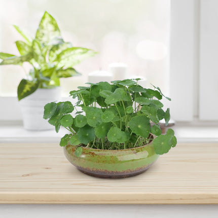 HOOWIFFY Green Ceramic Flower Pot, Hydroponic Planter for Indoor and Outdoor Garden Decor.
