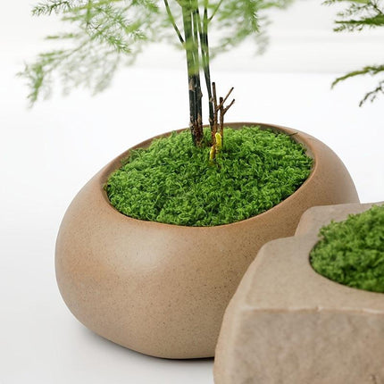 diy artificial moss lawn-Dark Green Filamentous Moss 100g.