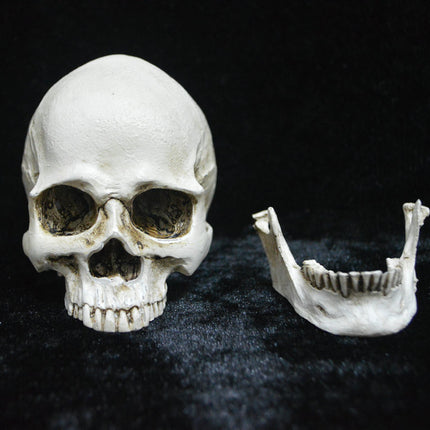 Life-size Replica of Realistic Human Skull, Head Bone Model, Anatomy White Resin Skull High Precision Teaching Tool Halloween Decor.