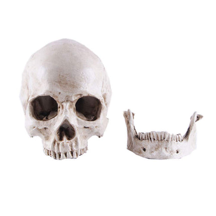 Life-size Replica of Realistic Human Skull, Head Bone Model, Anatomy White Resin Skull High Precision Teaching Tool Halloween Decor.